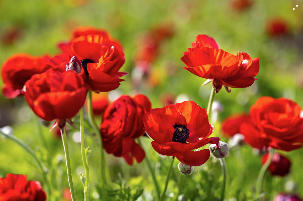 A Floral Symphony: Crafting Timeless Elegance with Ranunculus in Bangkok