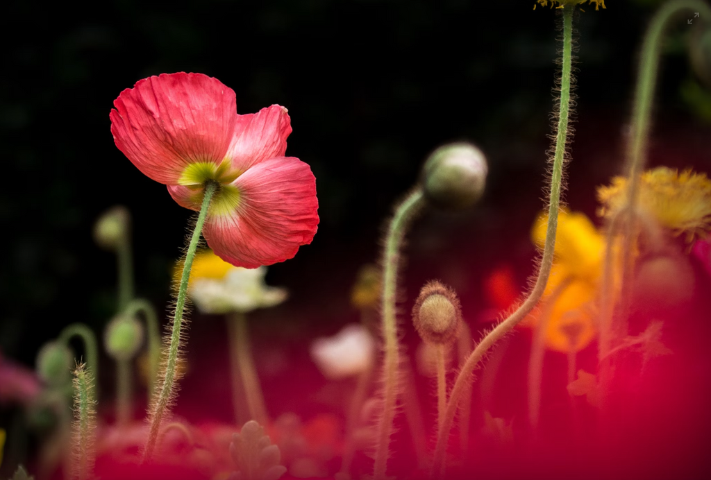 Decoding Anniversary Flowers: A Year-by-Year Guide