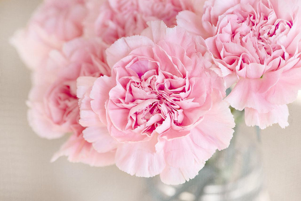Carnation Meaning and Symbolism