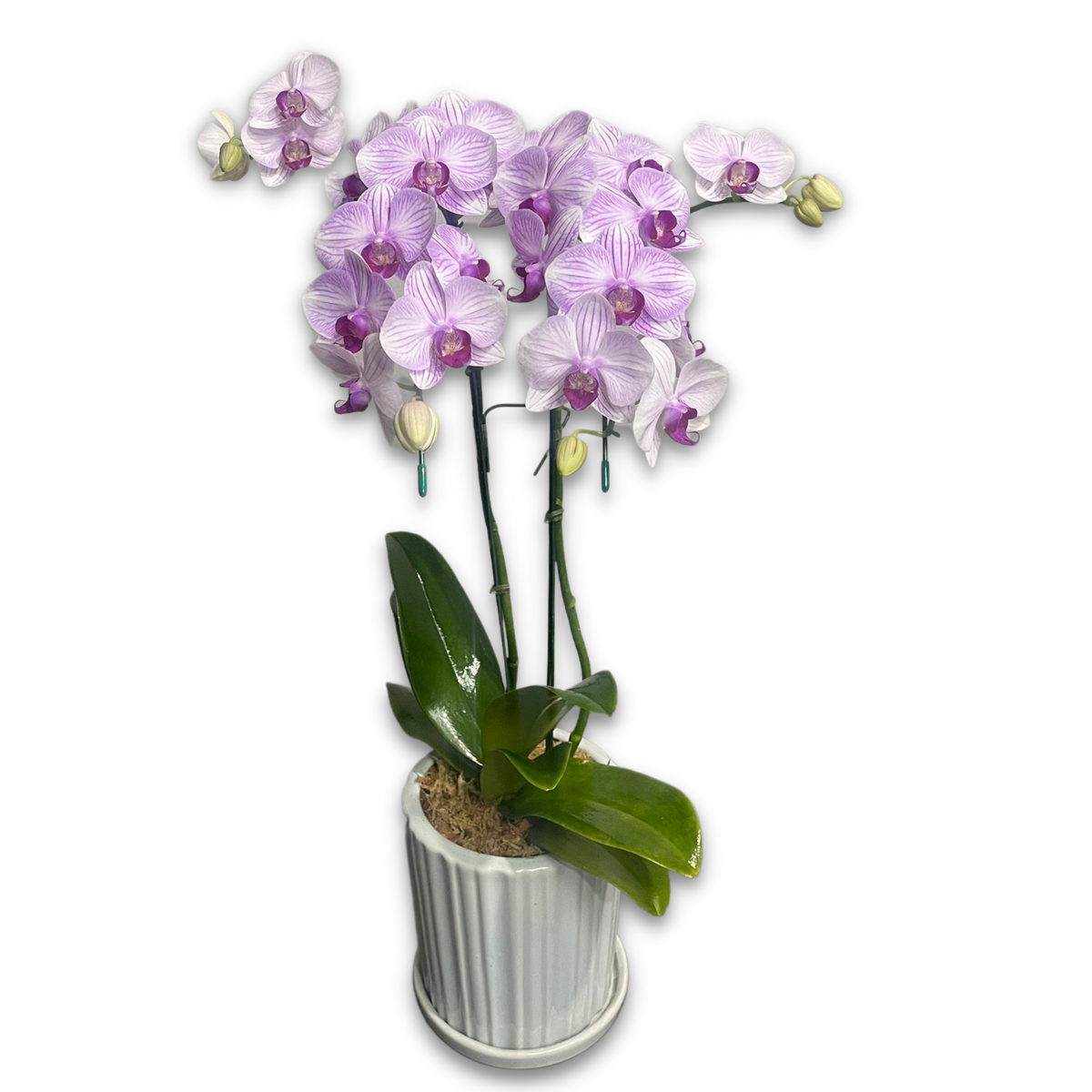 White With Purple Stripes Phalaenopsis 2 Branches 2
