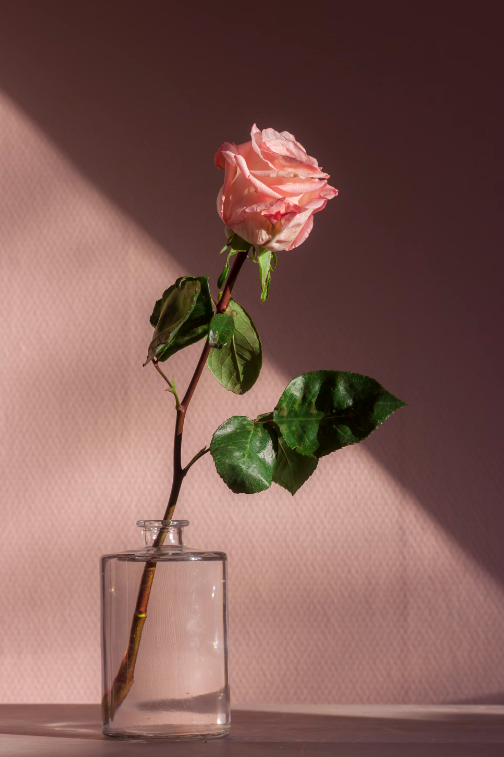 Exploring Rose-Giving Traditions Around the World: A Bouquet of Customs and Culture