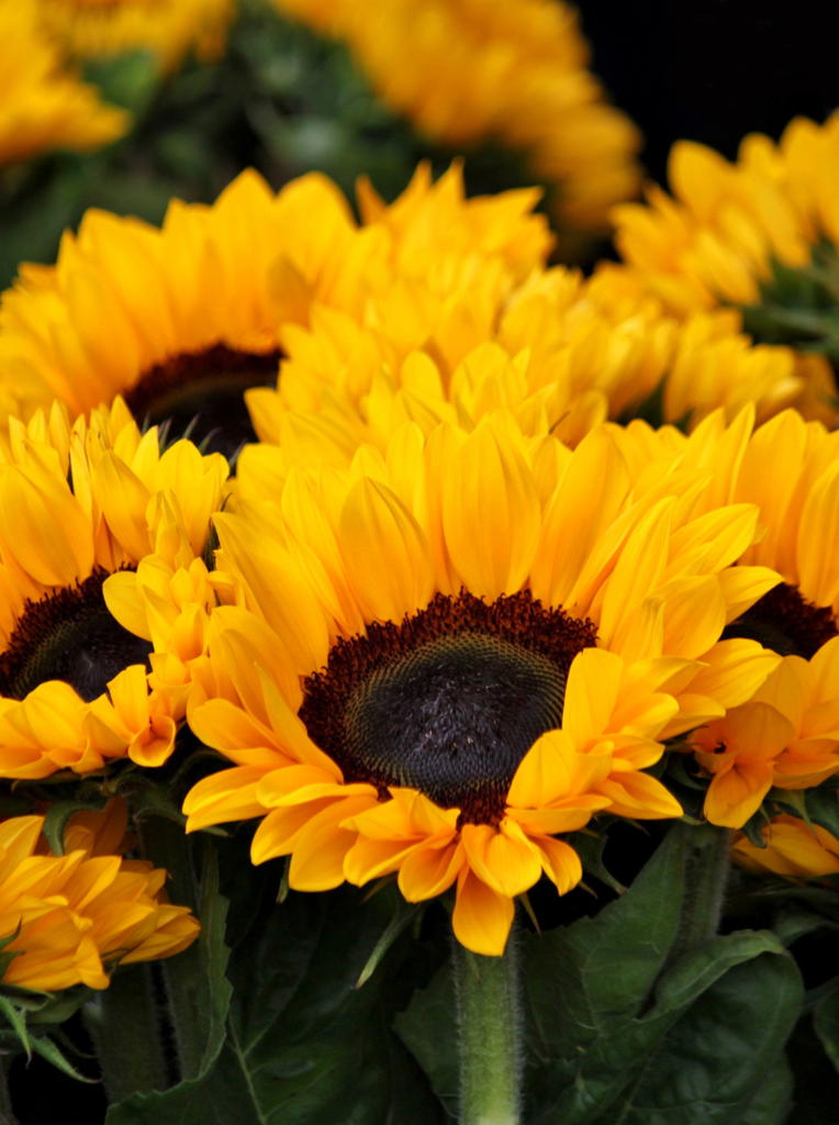 Sunflowers and Happiness: The Psychology Behind July's Most Uplifting Flower