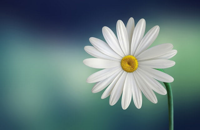 Everything to Know About Daisy Flowers and Their Meaning