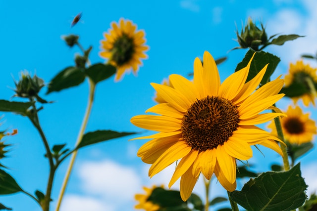 Understanding Sunflowers and Its Meaning | Bangkok Flower Delivery