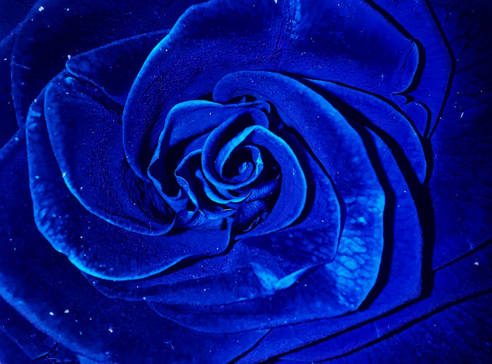 The Meaning and Symbolism of the Blue Rose – April Flora