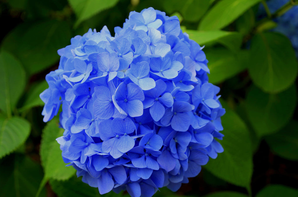 How to Care For Your Hydrangeas and Keep Them Hydrated