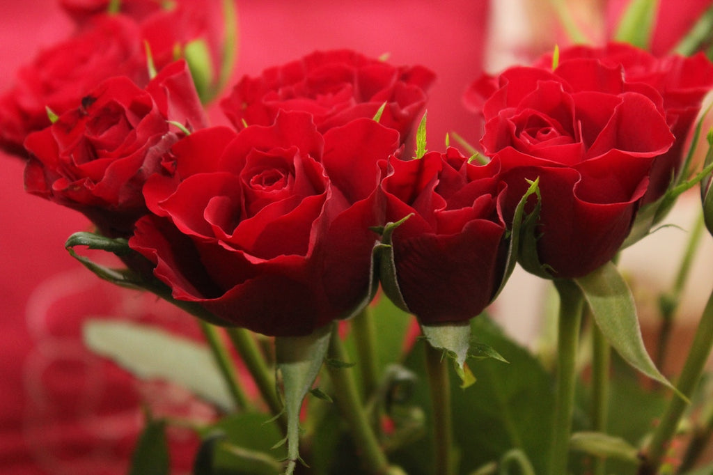 5 Easiest Steps to Prepare and Arrange Roses at Home