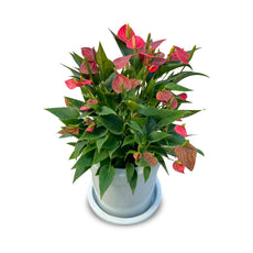 The Carey Rose (กุหลาบคาเร่ย์)