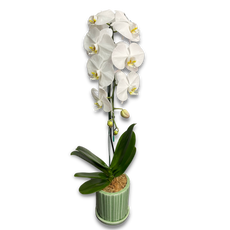 White Phalaenopsis Orchid (กล้วยไม้ฟาแลนสีขาว)