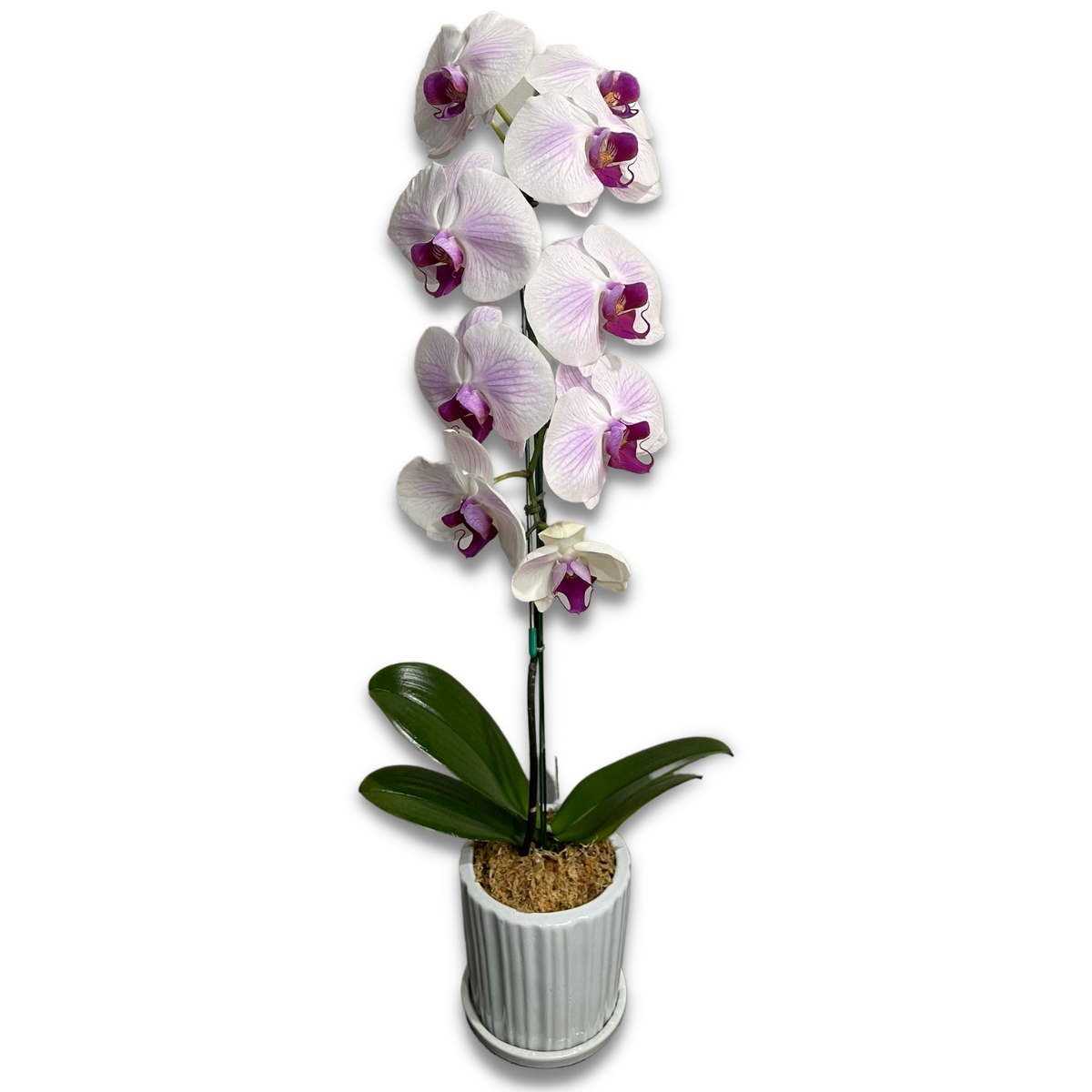 White With Purple Stripes Phalaenopsis (กล้วยไม้ฟาแลนขาวลายม่วง)