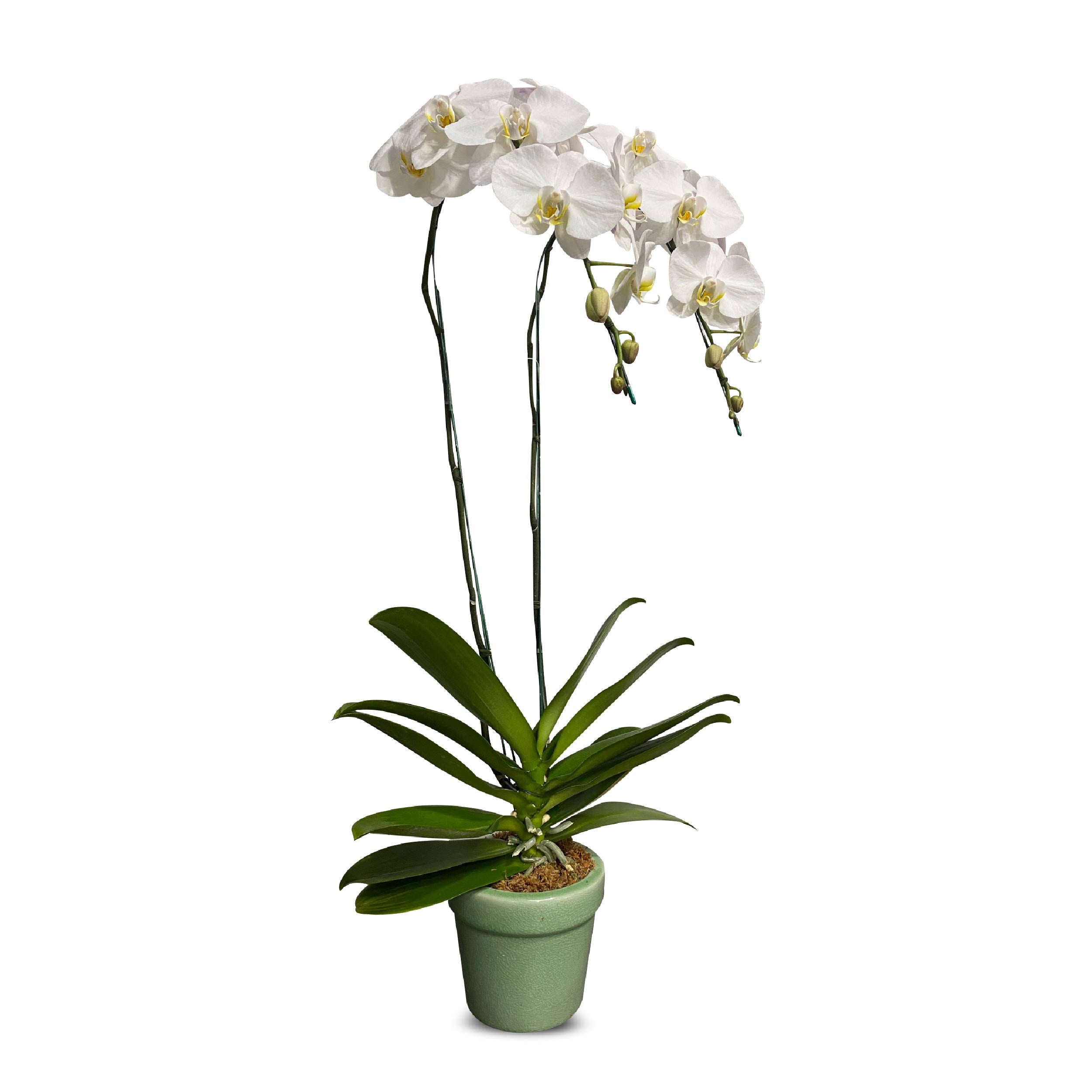 Phalaenopsis 2 branches (White) (ฟาแลนขาว 2 กิ่ง)