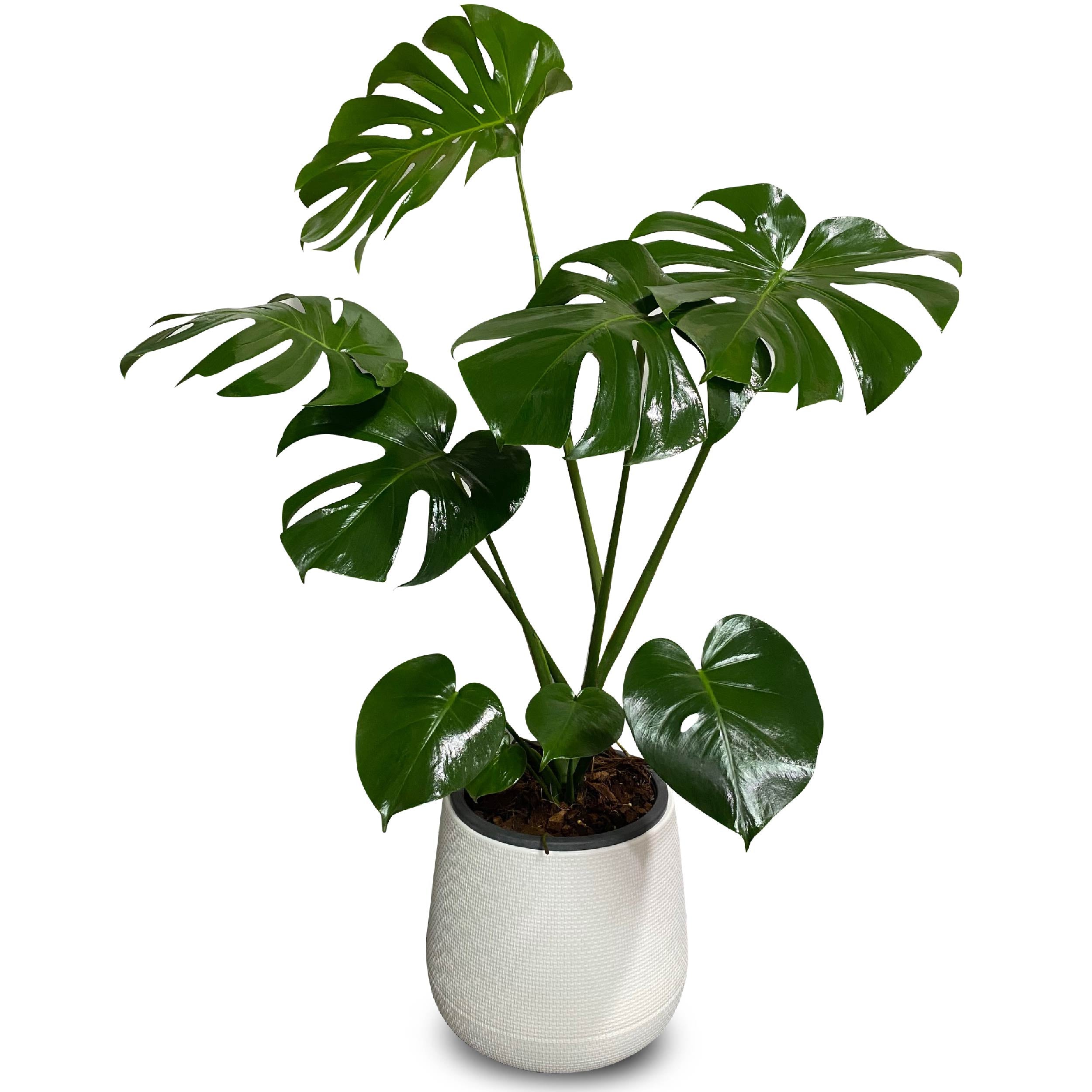 The Monstera (มอนสเตอร่า)